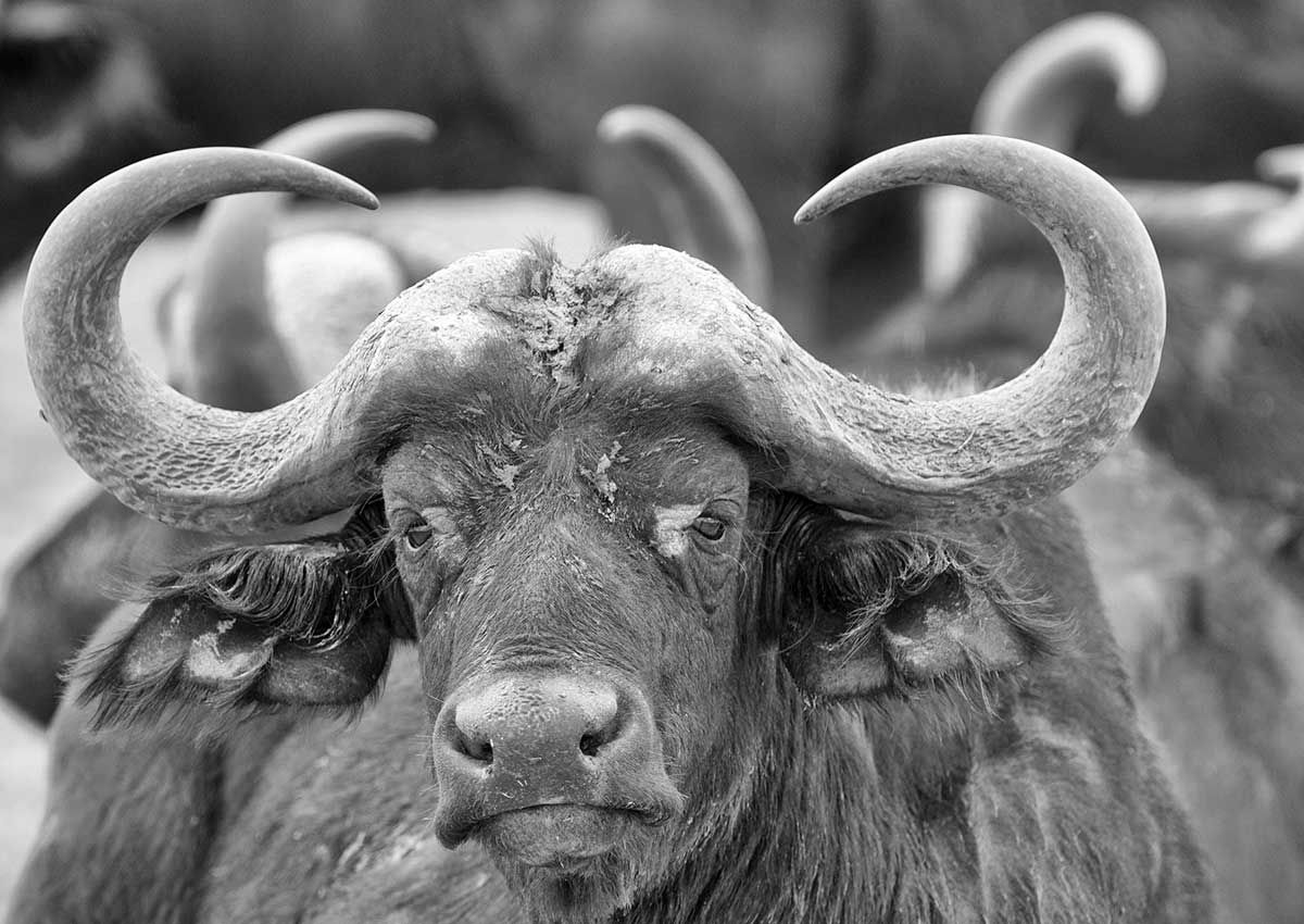 Horn an Horn, Büffel im Amboseli NP, Kenia (2009)