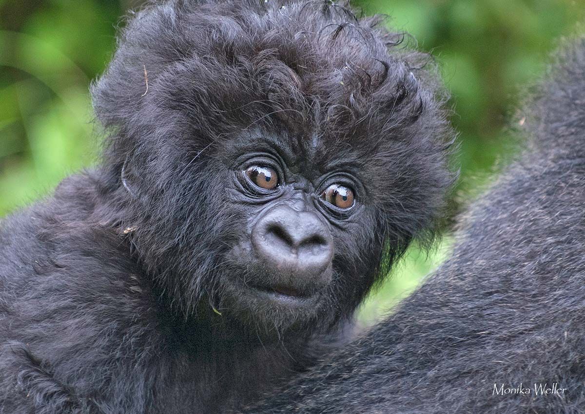 Gorillababy, Virunga NP; Ruanda (2006)