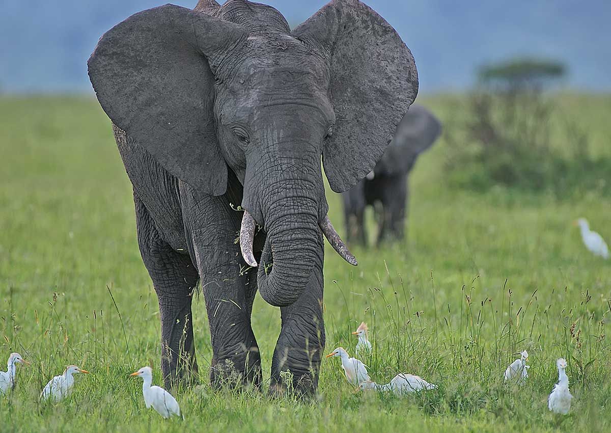 Über Reihern, Elefant und Kuhreiher,  Masai Mara, Kenia (2009) 
