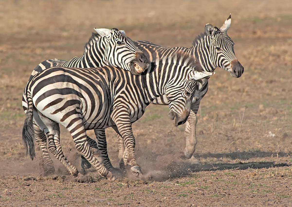 Kämpfende Zebras, Amboseli NP, Kenia (2009)                                