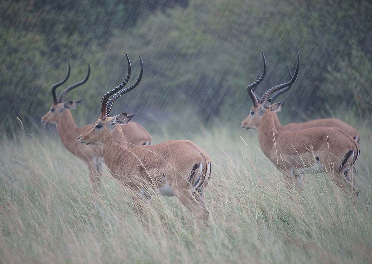 Impalas im Regen, Masai Mara, Kenia (2009)