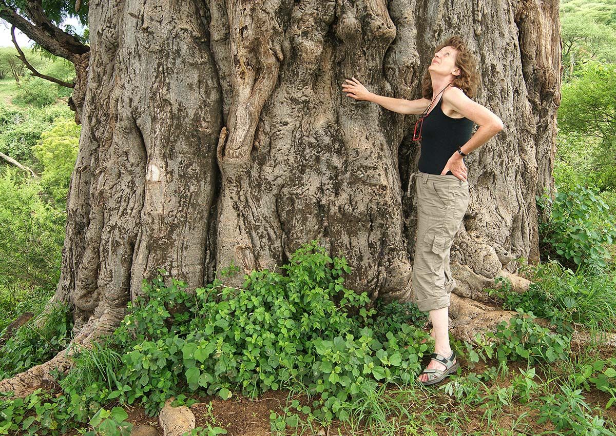 Erfurcht vor dem Baobab, Tarangire NP, Tansania (2004) 