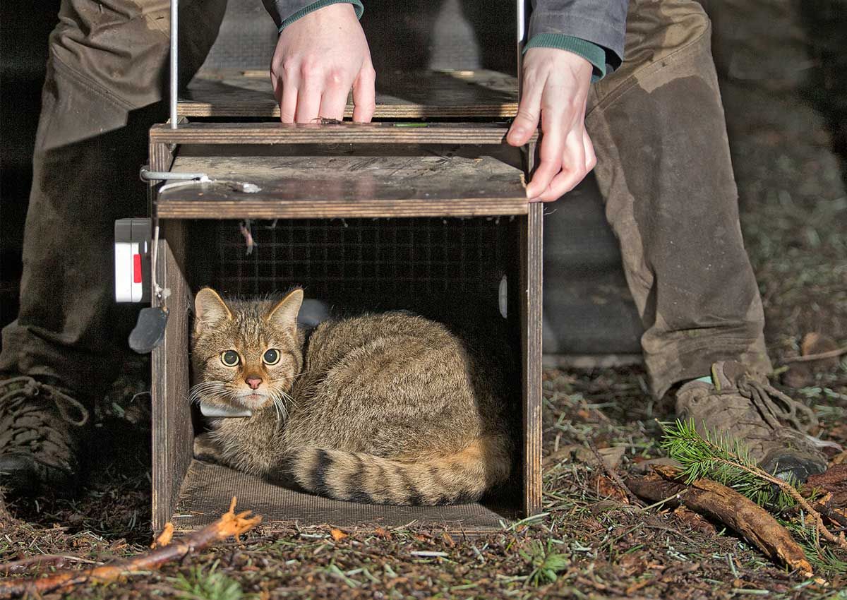 Gefangene und besenderte Wildkatze direkt vor dem Entlassen in die Freiheit (03.03.2020)